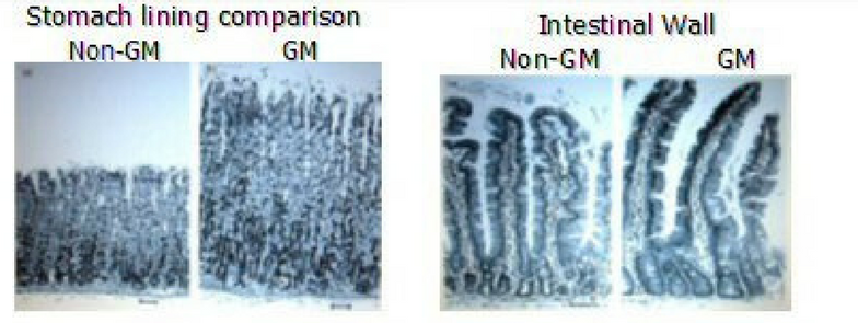 GMOs: The Science and The Controversey GMOs: The Science and The Controversey