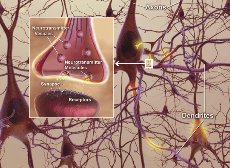 Neurons Axons Dendrites Synapses Neurons Axons Dendrites Synapses