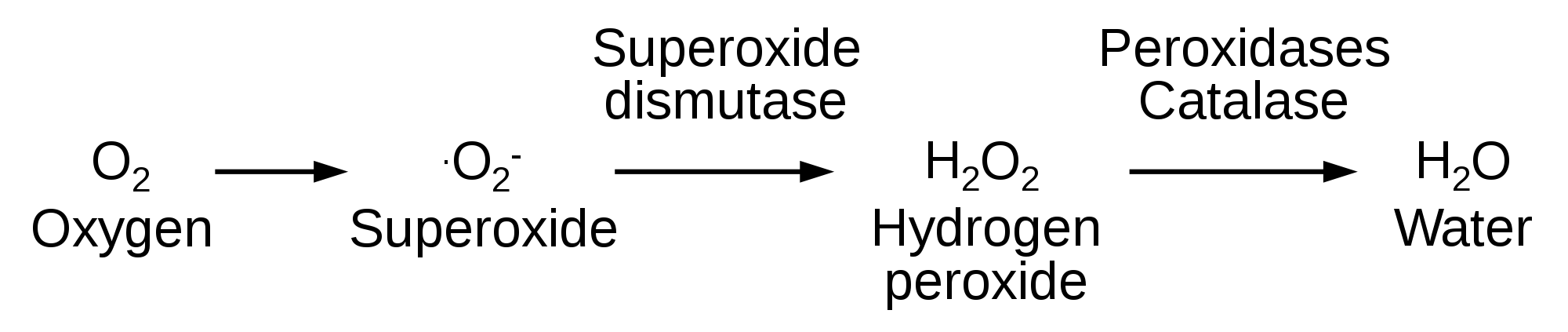 Reactive Oxygen Species