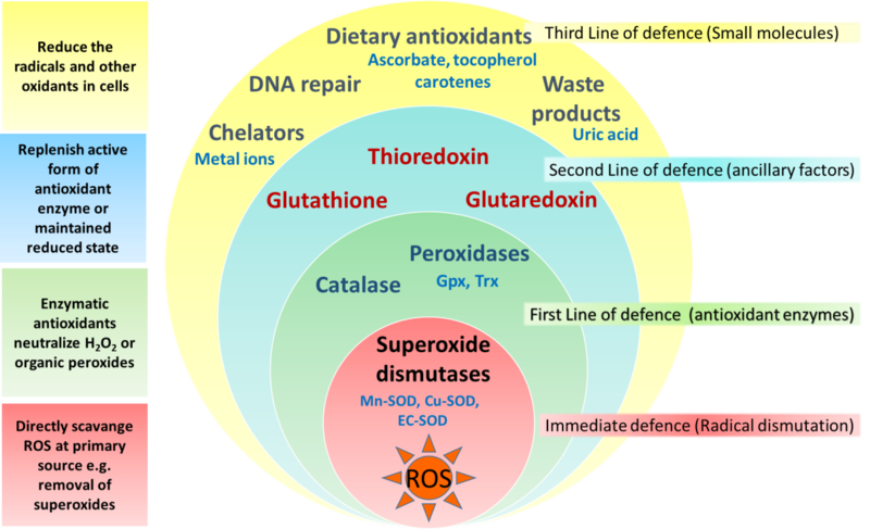 Reactive Oxygen Species