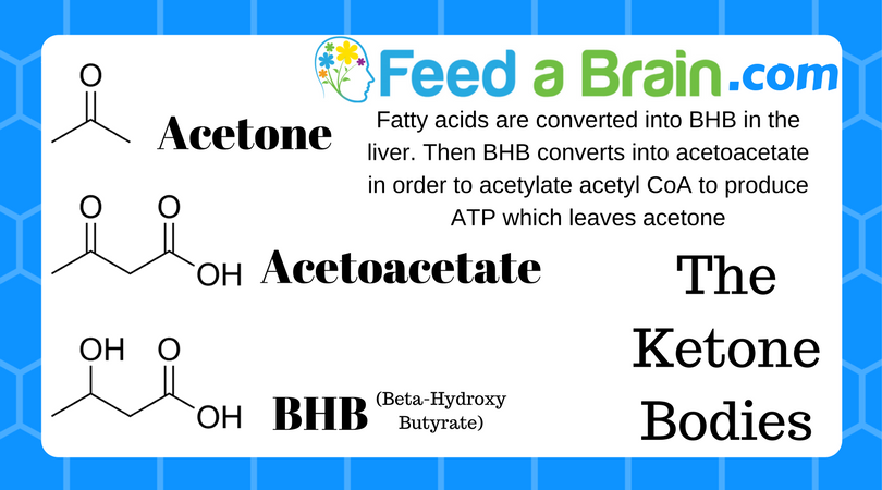 The Ketone Bodies The Ketone Bodies