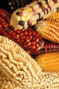 Heirloom Grains Heirloom Grains