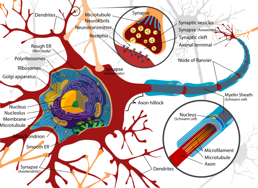 Synaptogenesis: Facilitating Plasticity