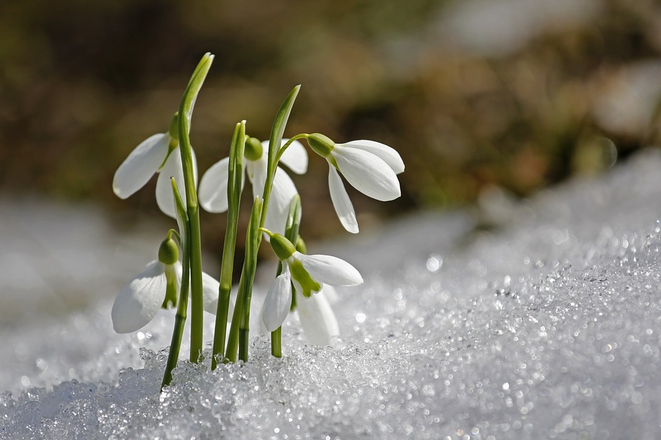 Snow Drop Flower