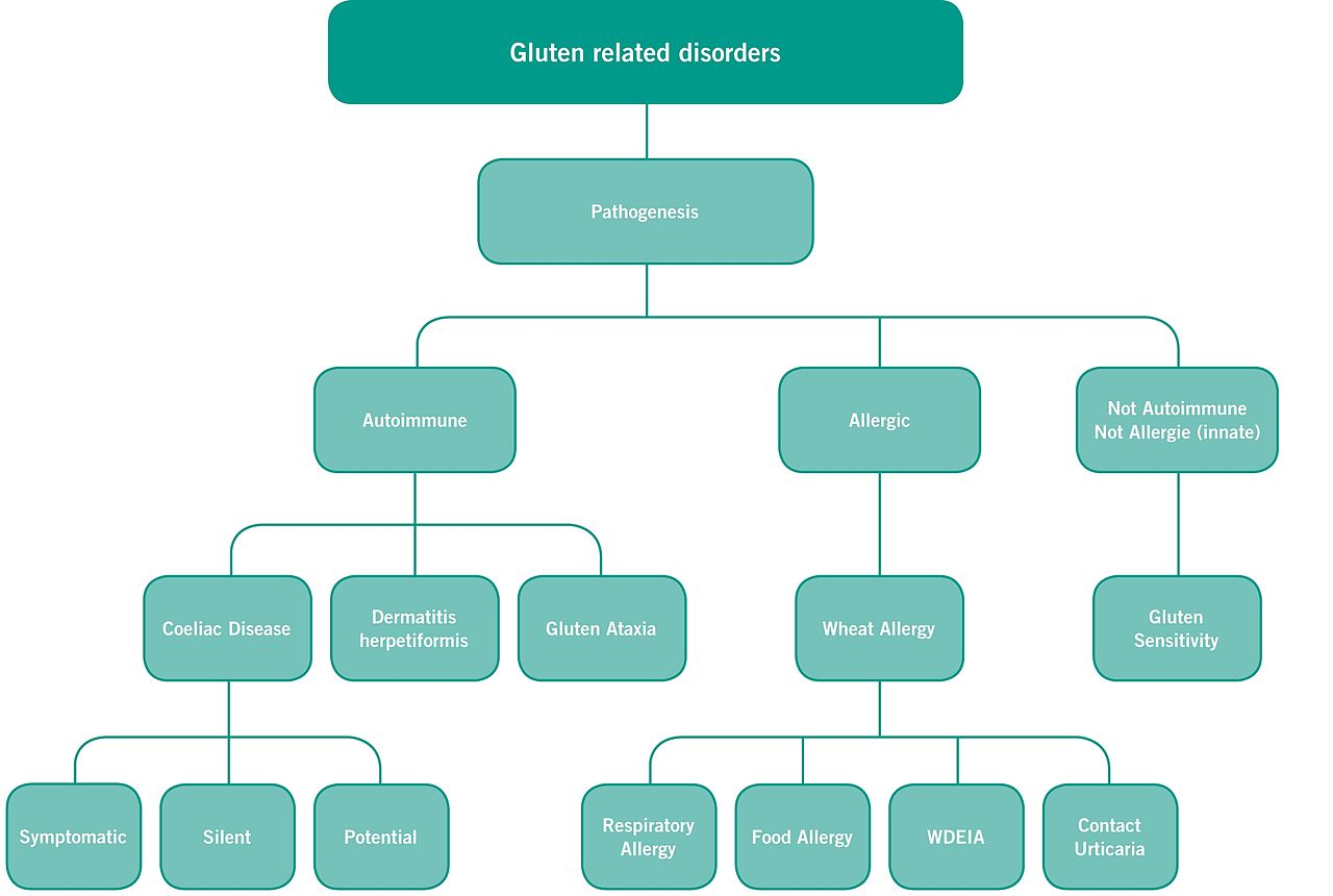 Gluten Related Disorders Gluten Related Disorders