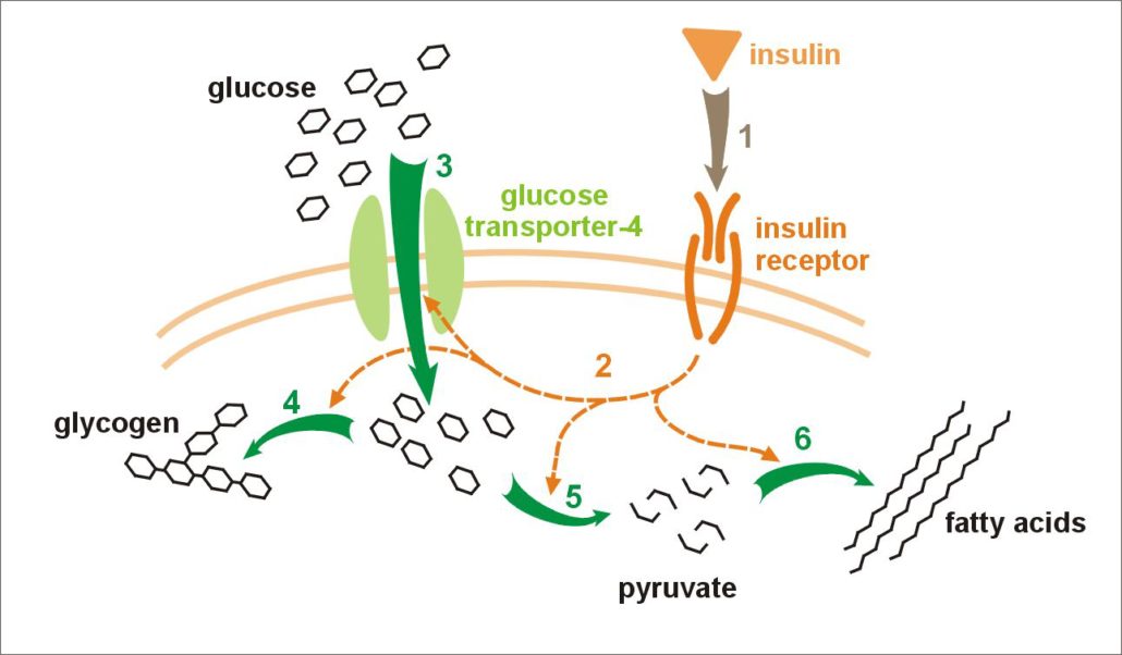 Insulin Glucose Metabolism Insulin Glucose Metabolism