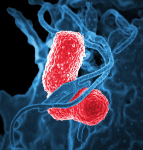 Bacteria Under A Microscope Bacteria Under A Microscope