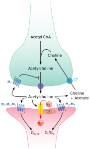 Cholinergic Synapse