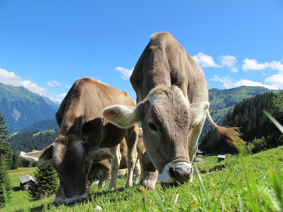 Is Meat Bad for You?!