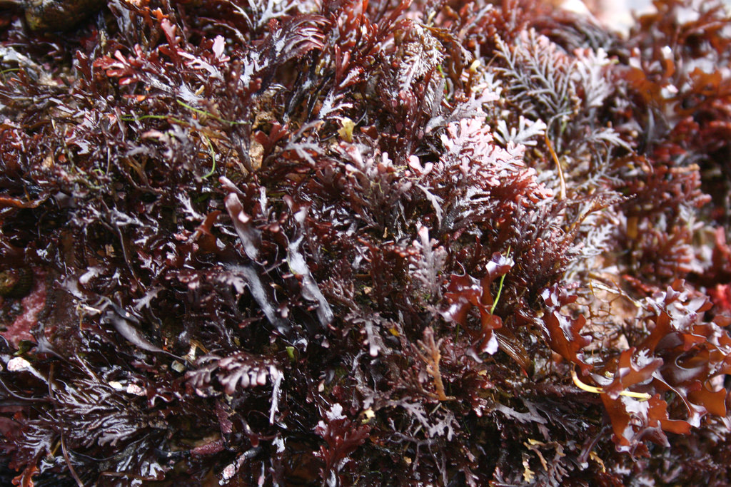 Dulse Irish Moss