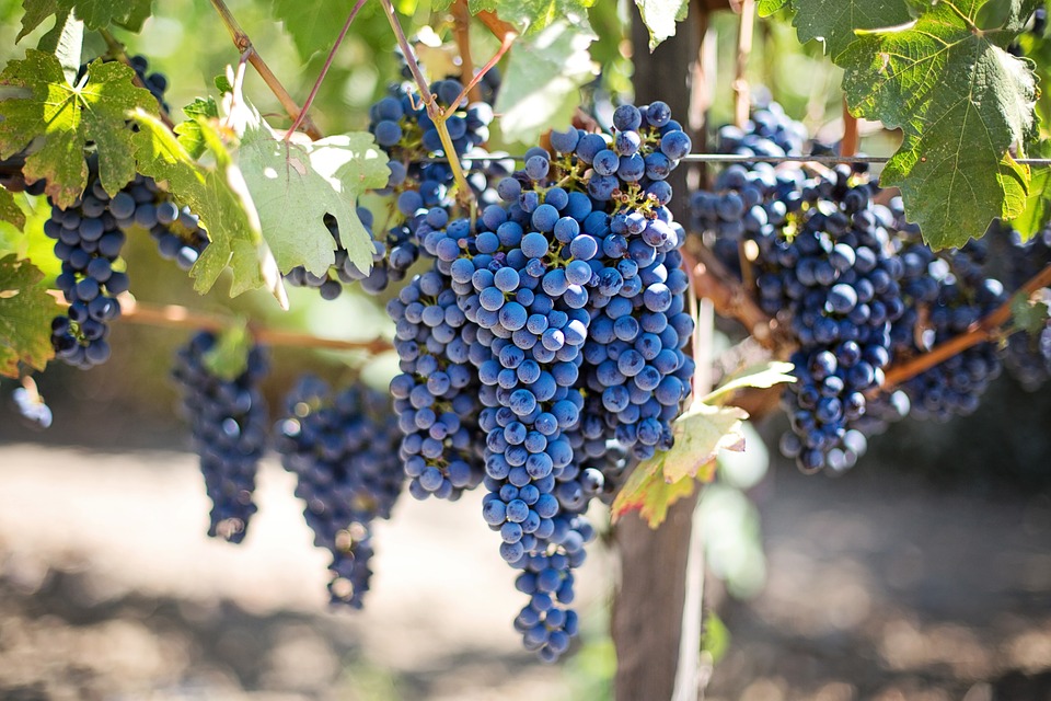 Purple Grapes Purple Grapes
