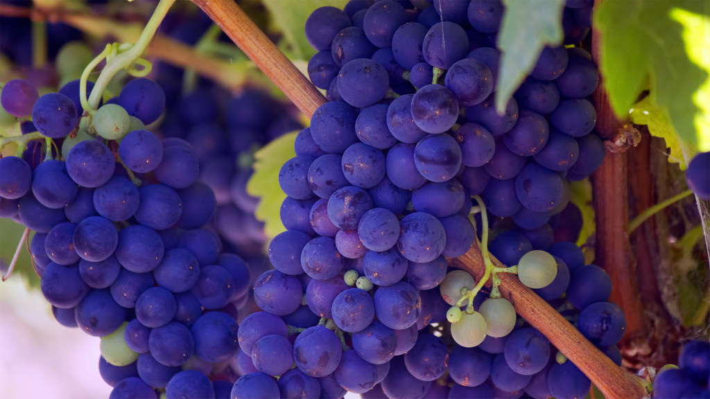 Purple Grapes2 Purple Grapes2