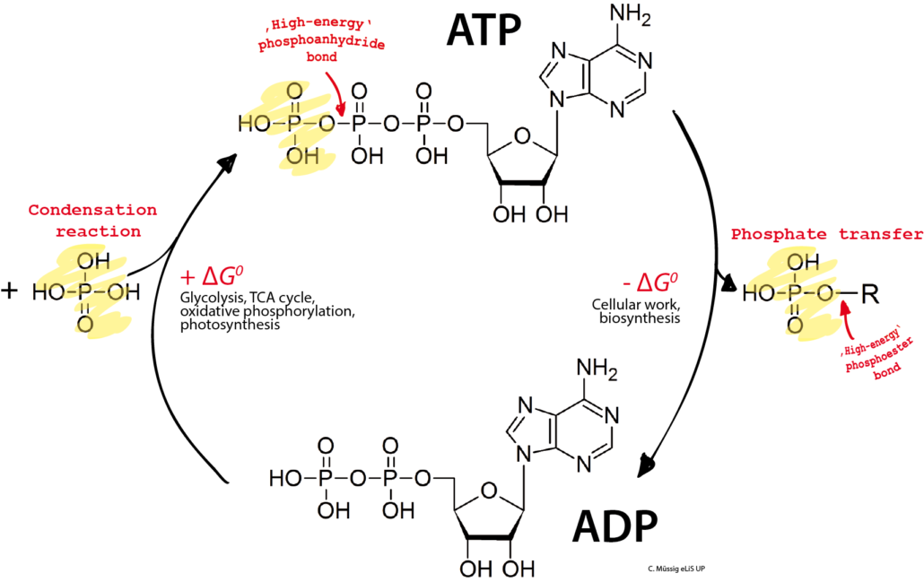 ADP ATP Cycle ADP ATP Cycle