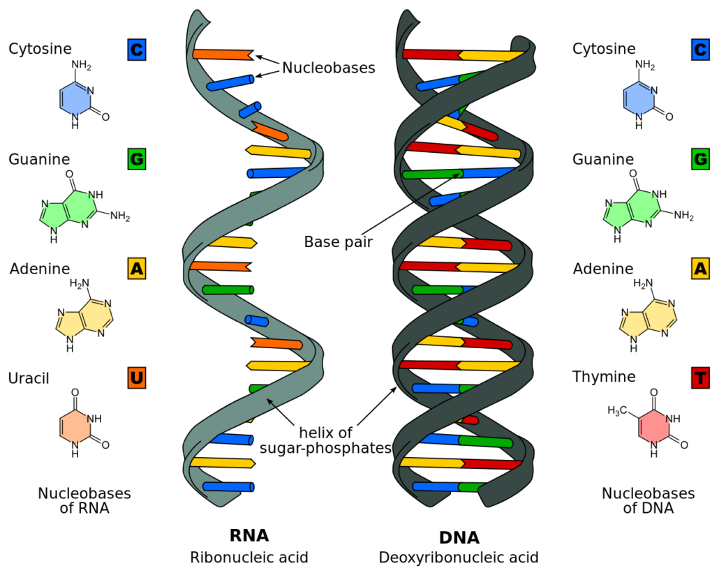 DNA RNA