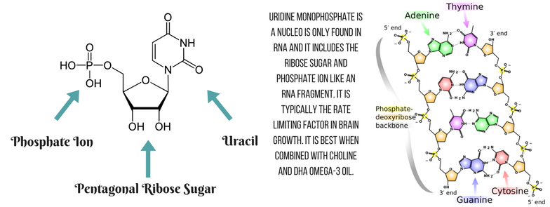 Uridine Monophosphate Graphic Uridine Monophosphate Graphic
