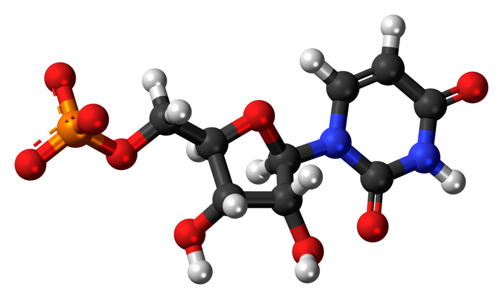 Uridine Monophosphate Uridine Monophosphate