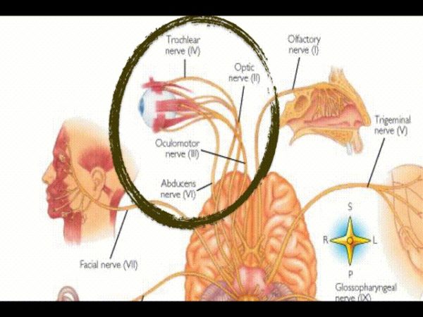 Visual Cranial Nerves Visual Cranial Nerves